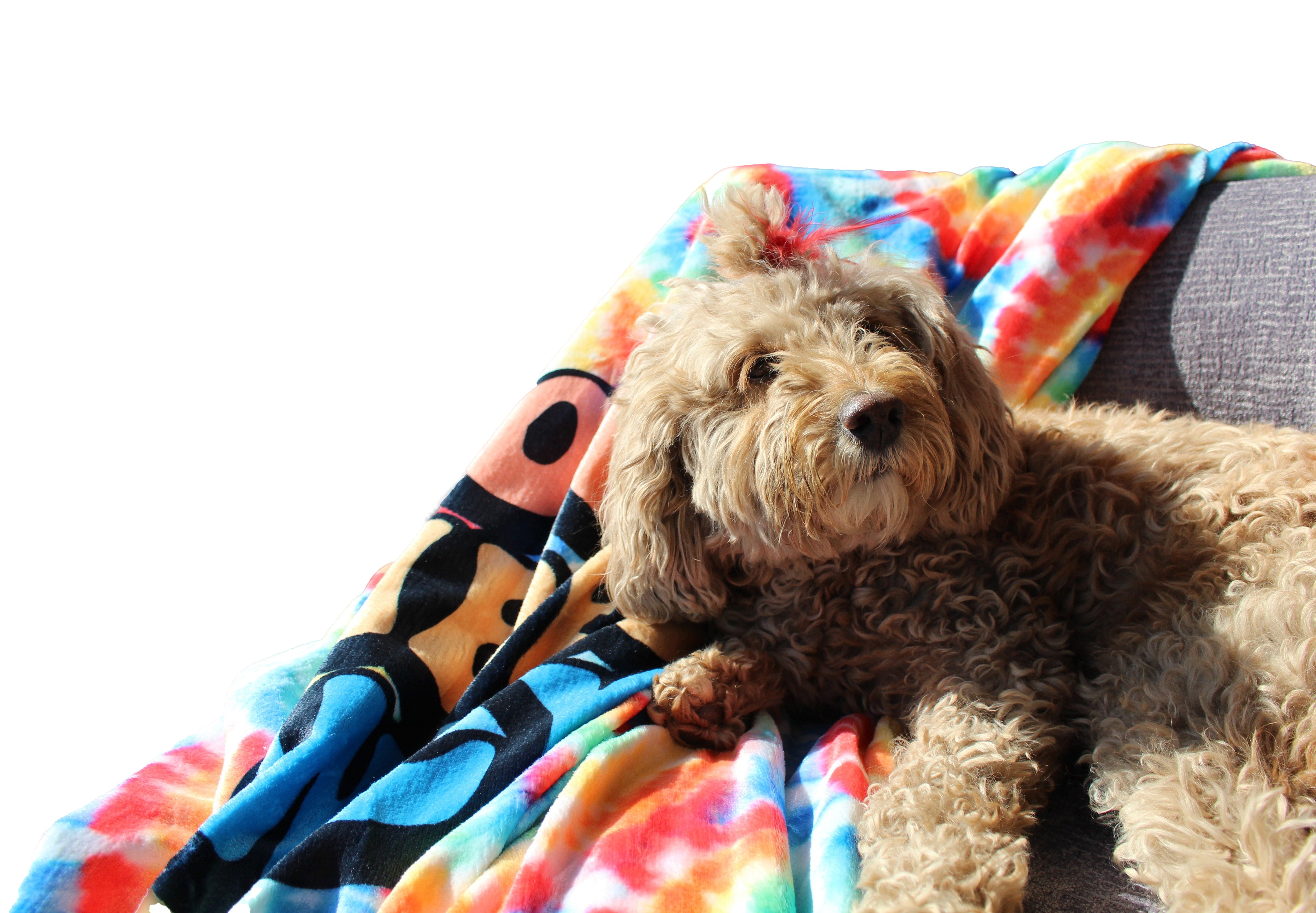 Good Vibes Only blanket laid out on chair with cute Goldendoodle dog on it